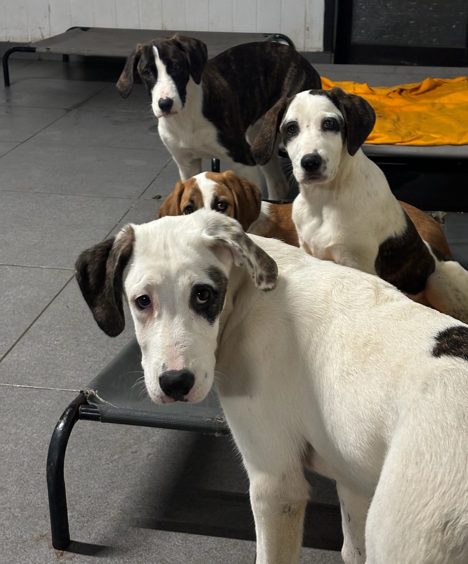 Hector Zorro Dogsavior Dez25 11