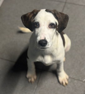 Hector Zorro Dogsavior Dez25 5