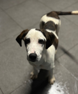 Hector Zorro Dogsavior Dez25 6