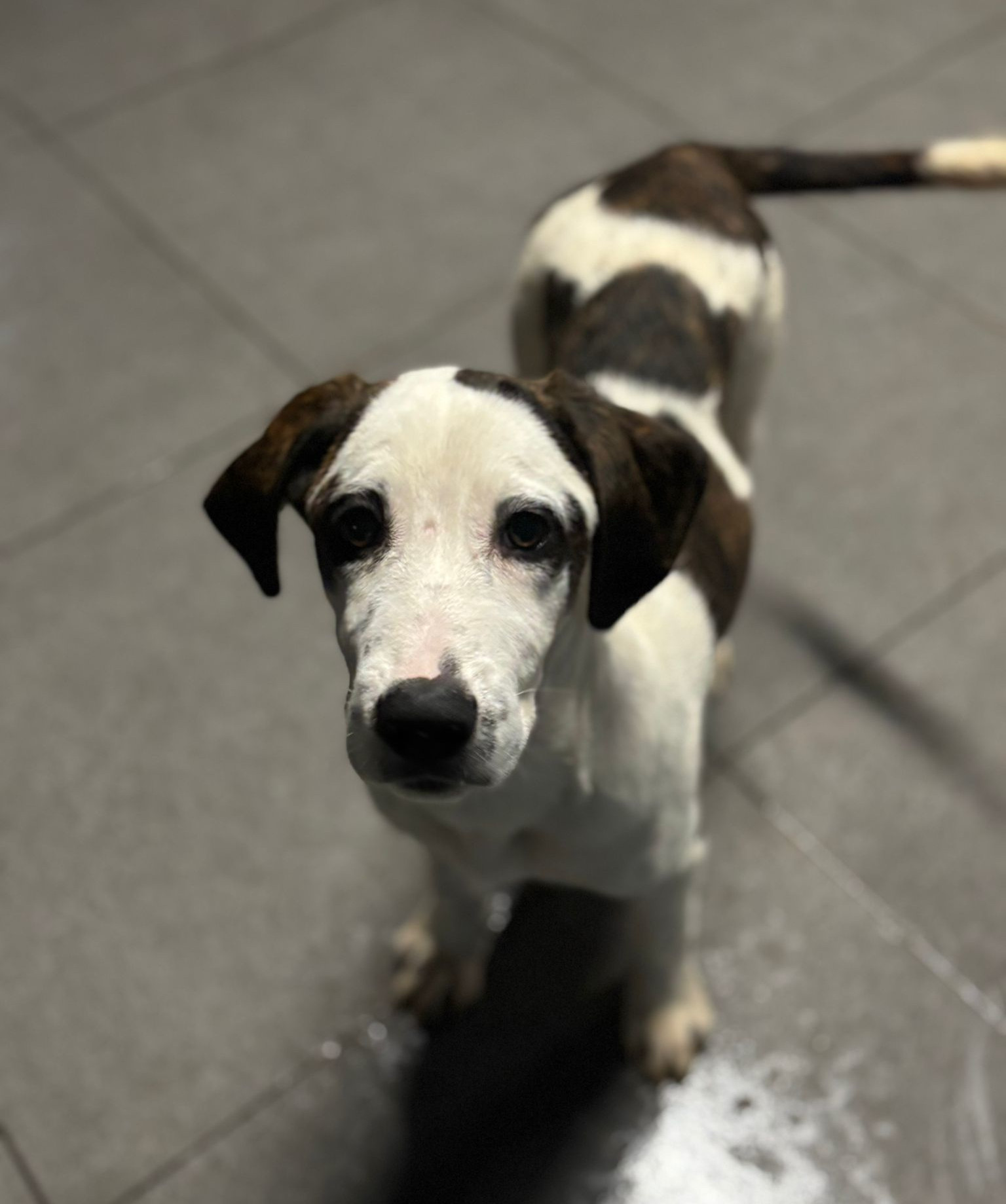 Hector Zorro Dogsavior Dez25 6