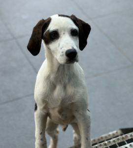 Hector Zorro Dogsavior Dez25 7