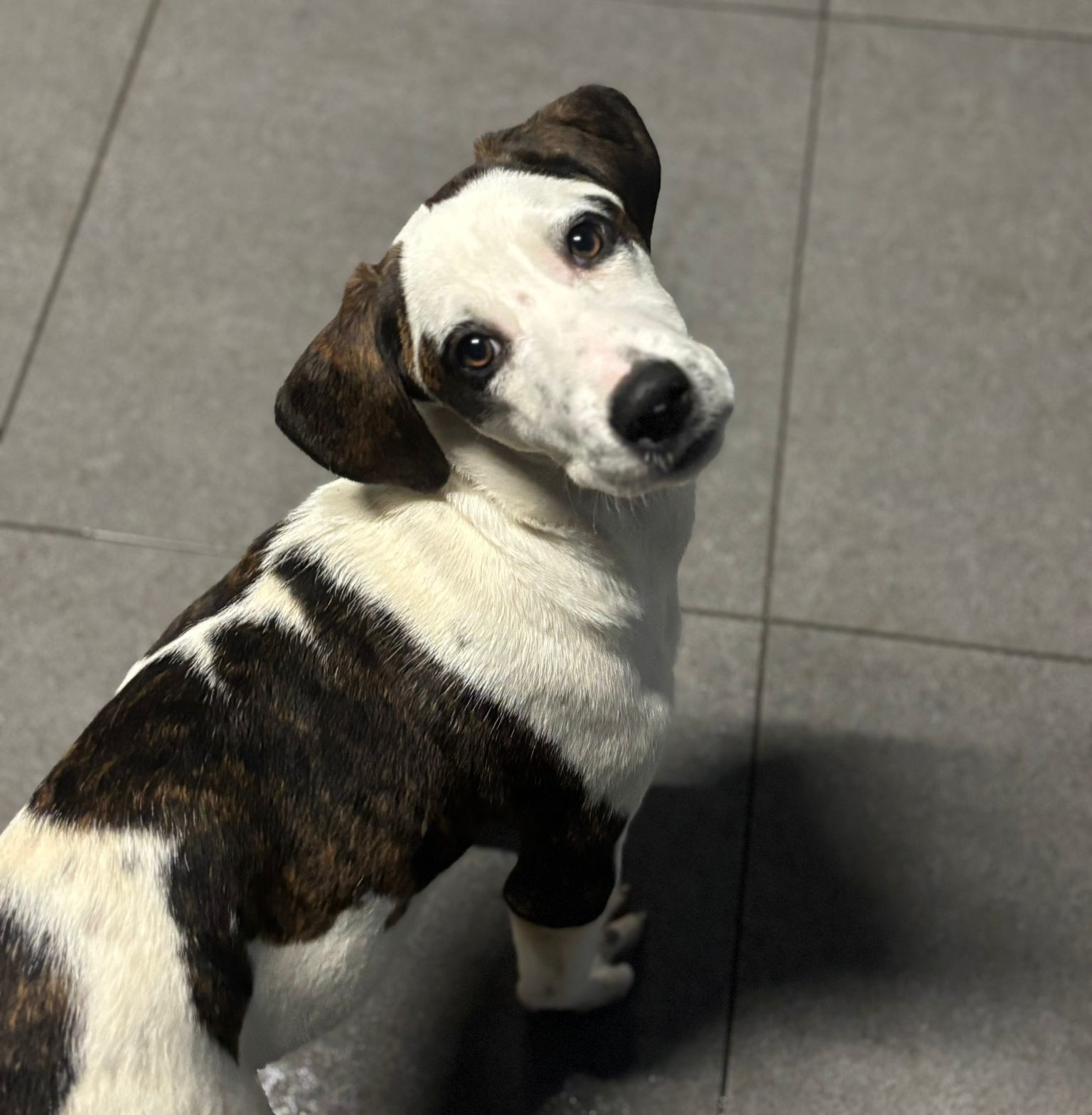 Hector Zorro Dogsavior Dez25 8