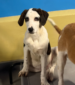 Hector Zorro Dogsavior Dez25 9