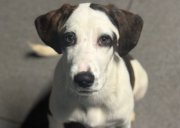 Hector Zorro Dogsavior Dez25 Beitragsbild