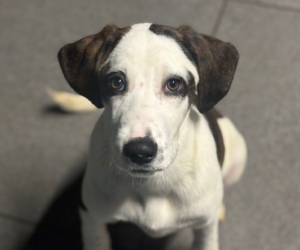 Hector Zorro Dogsavior Dez25 Beitragsbild