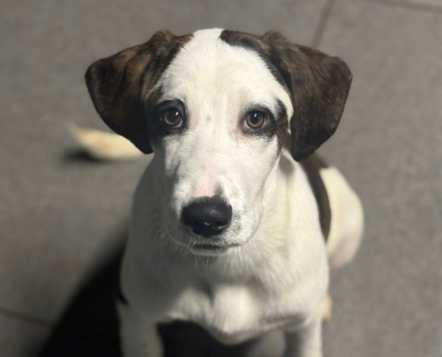 Hector Zorro Dogsavior Dez25 Beitragsbild