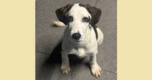 Hector Zorro Dogsavior Dez25 Social Media