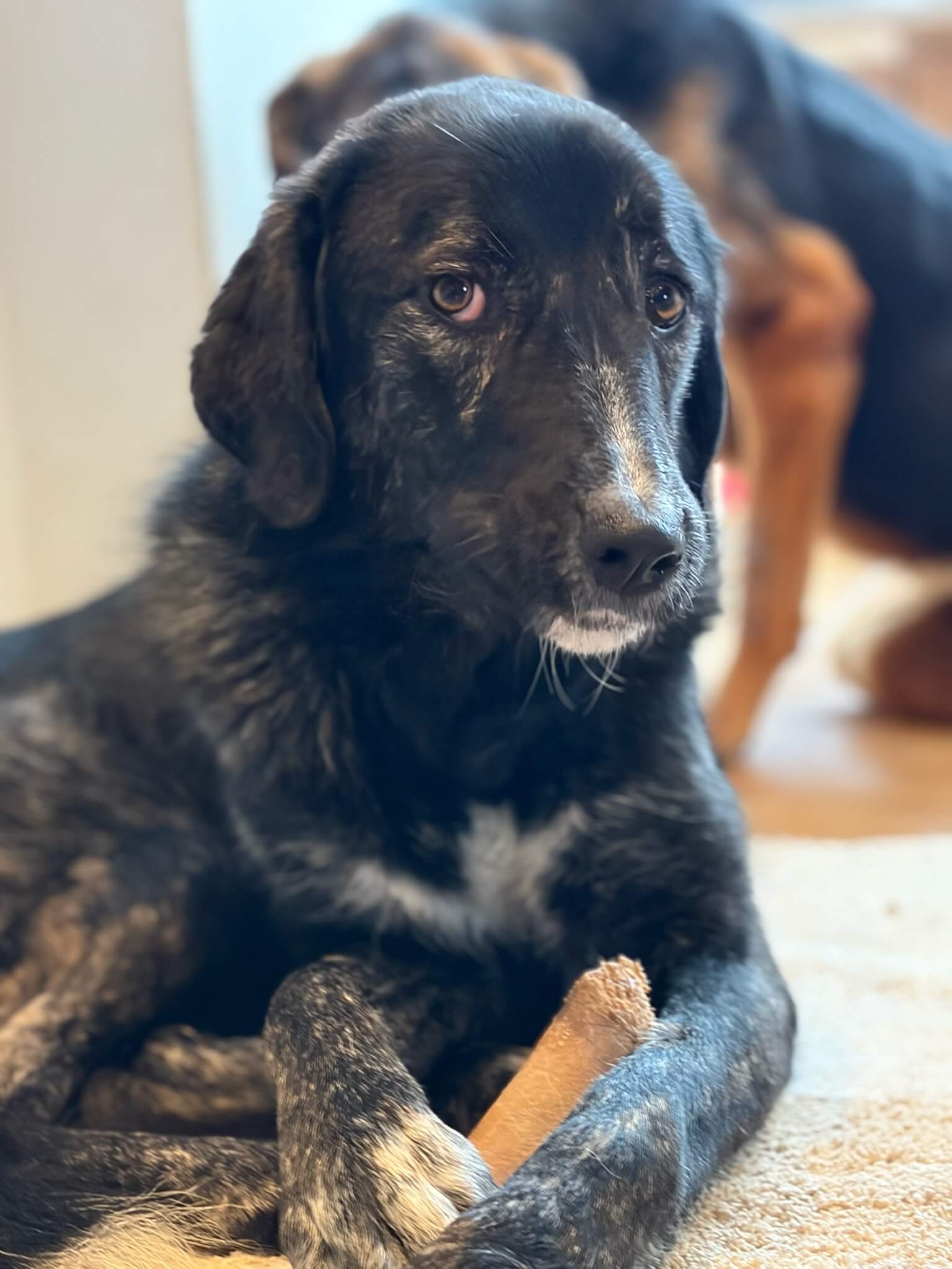 Die hübsche Hündin Tiger schaut in die Kamera