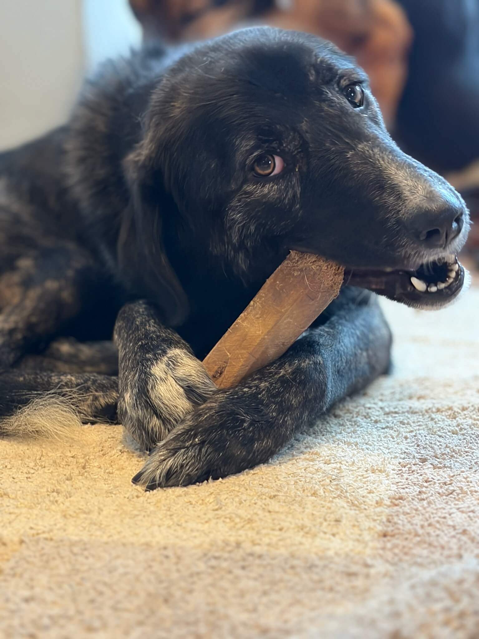 Hündin Tiger knappert an einem Kauspielzeug