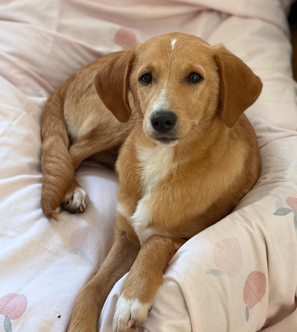 Moro Zorro Dogsavior Dez25 1