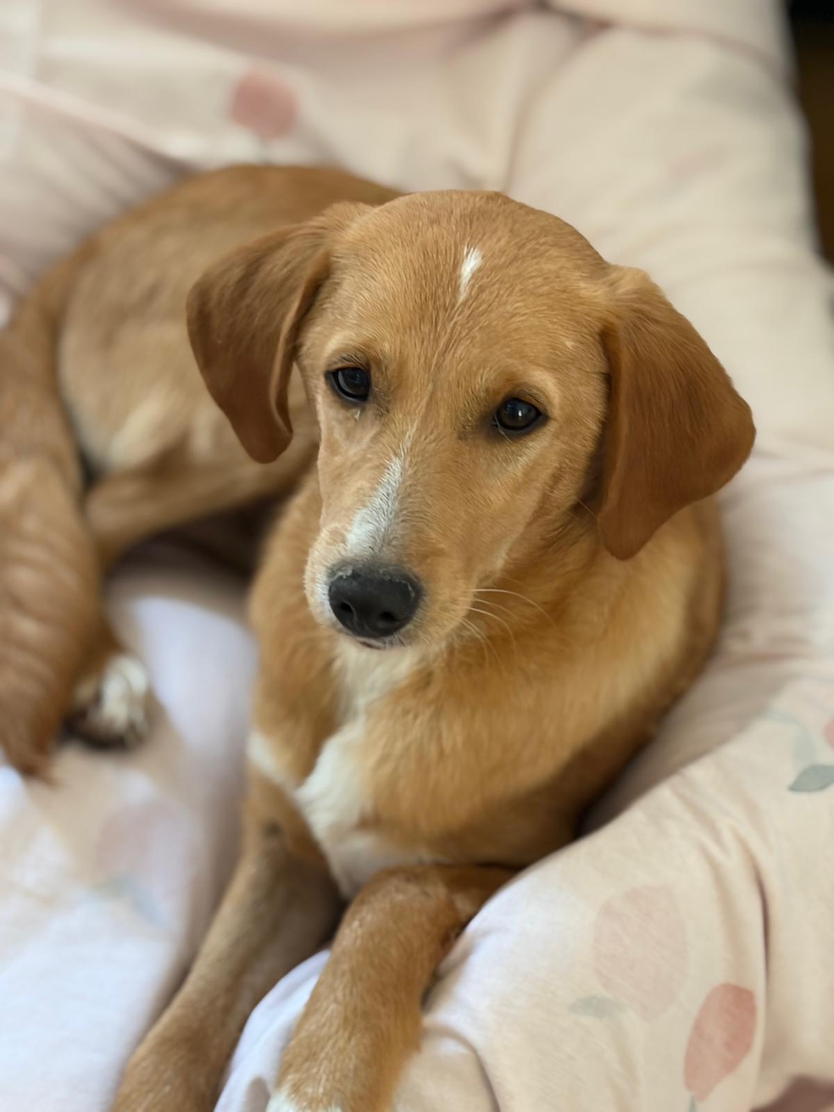 Moro Zorro Dogsavior Dez25 2