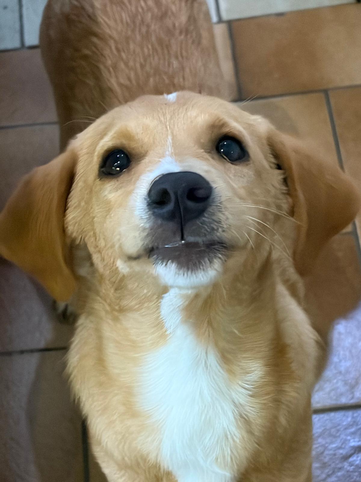 Moro Zorro Dogsavior Dez25 3