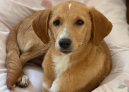 Moro Zorro Dogsavior Dez25 Beitragsbild