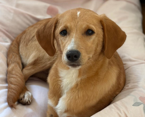 Moro Zorro Dogsavior Dez25 Beitragsbild