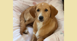 Moro Zorro Dogsavior Dez25 Social Media