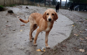 Moro Zorro Dogsavior Nov25 1