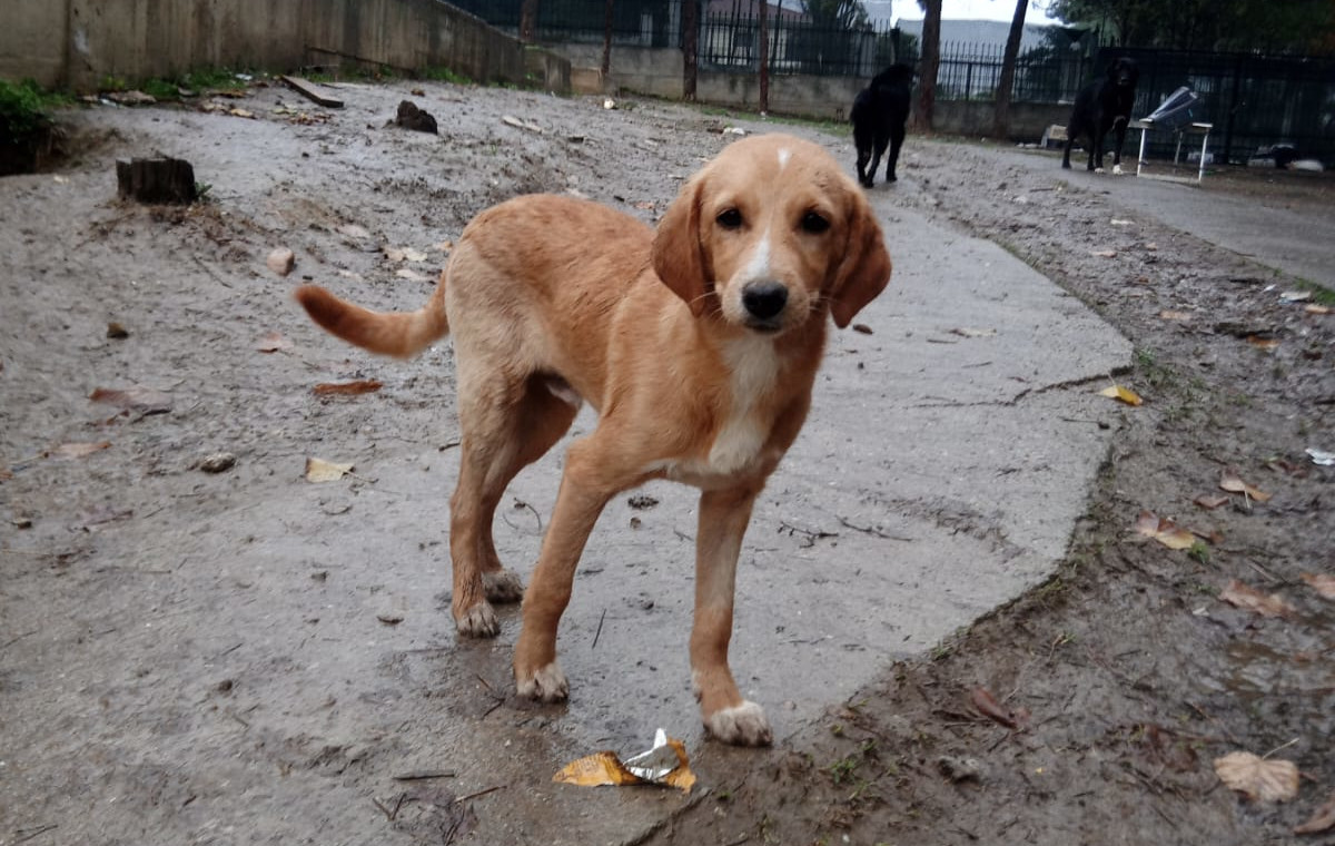 Moro Zorro Dogsavior Nov25 1