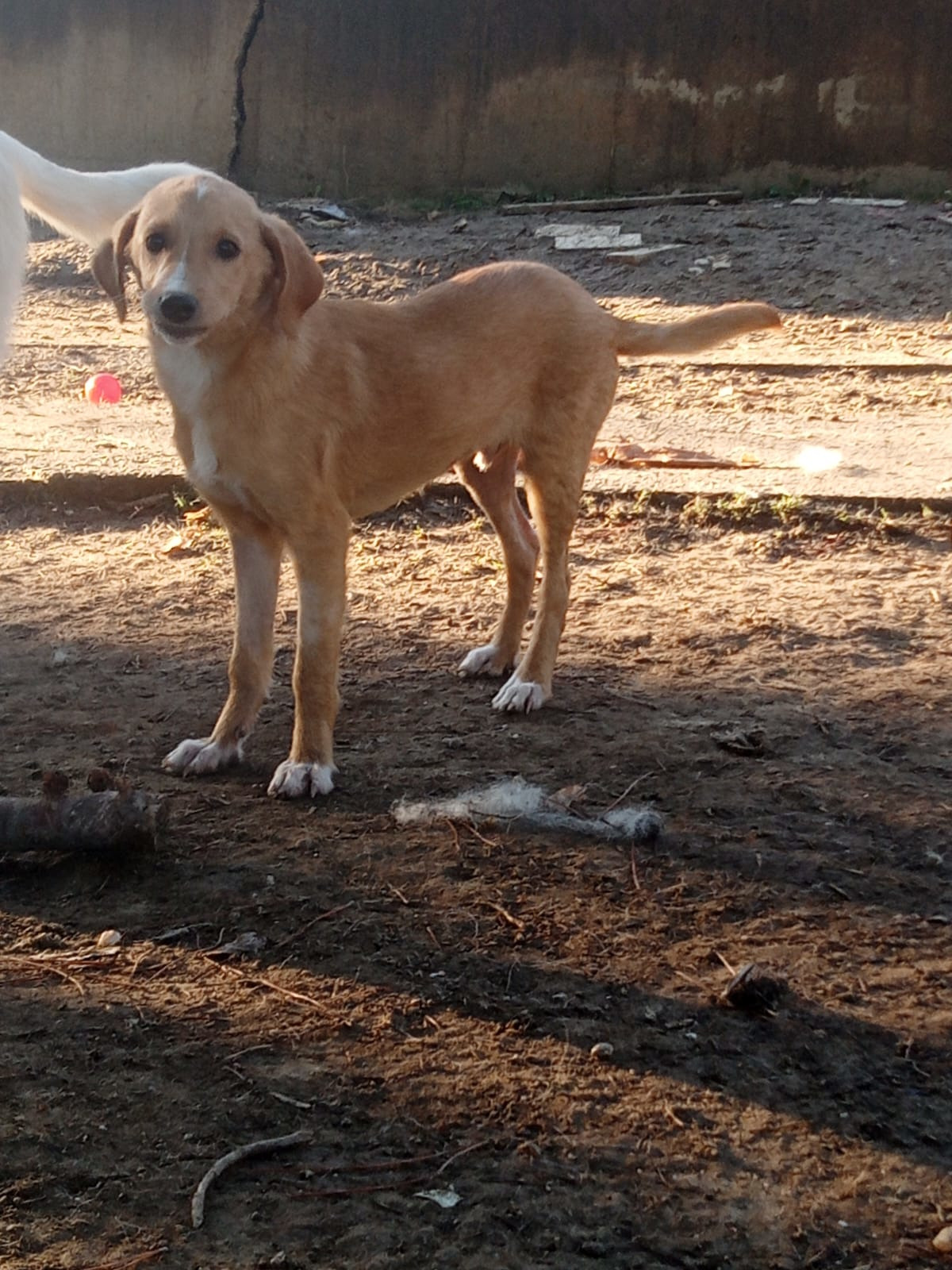 Moro Zorro Dogsavior Nov25 1