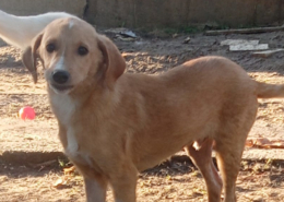 Moro Zorro Dogsavior Nov25 1 Beitragsbild