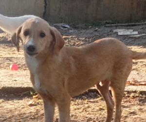 Moro Zorro Dogsavior Nov25 1 Beitragsbild