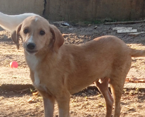 Moro Zorro Dogsavior Nov25 1 Beitragsbild