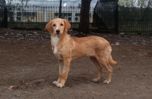 Moro Zorro Dogsavior Nov25 2