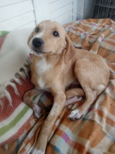 Moro Zorro Dogsavior Nov25 2