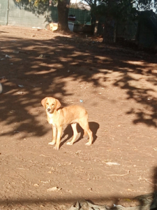 Moro Zorro Dogsavior Nov25 3