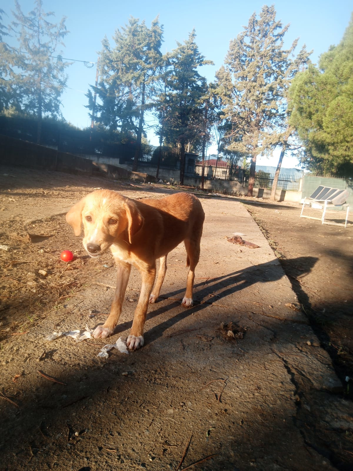 Moro Zorro Dogsavior Nov25 5