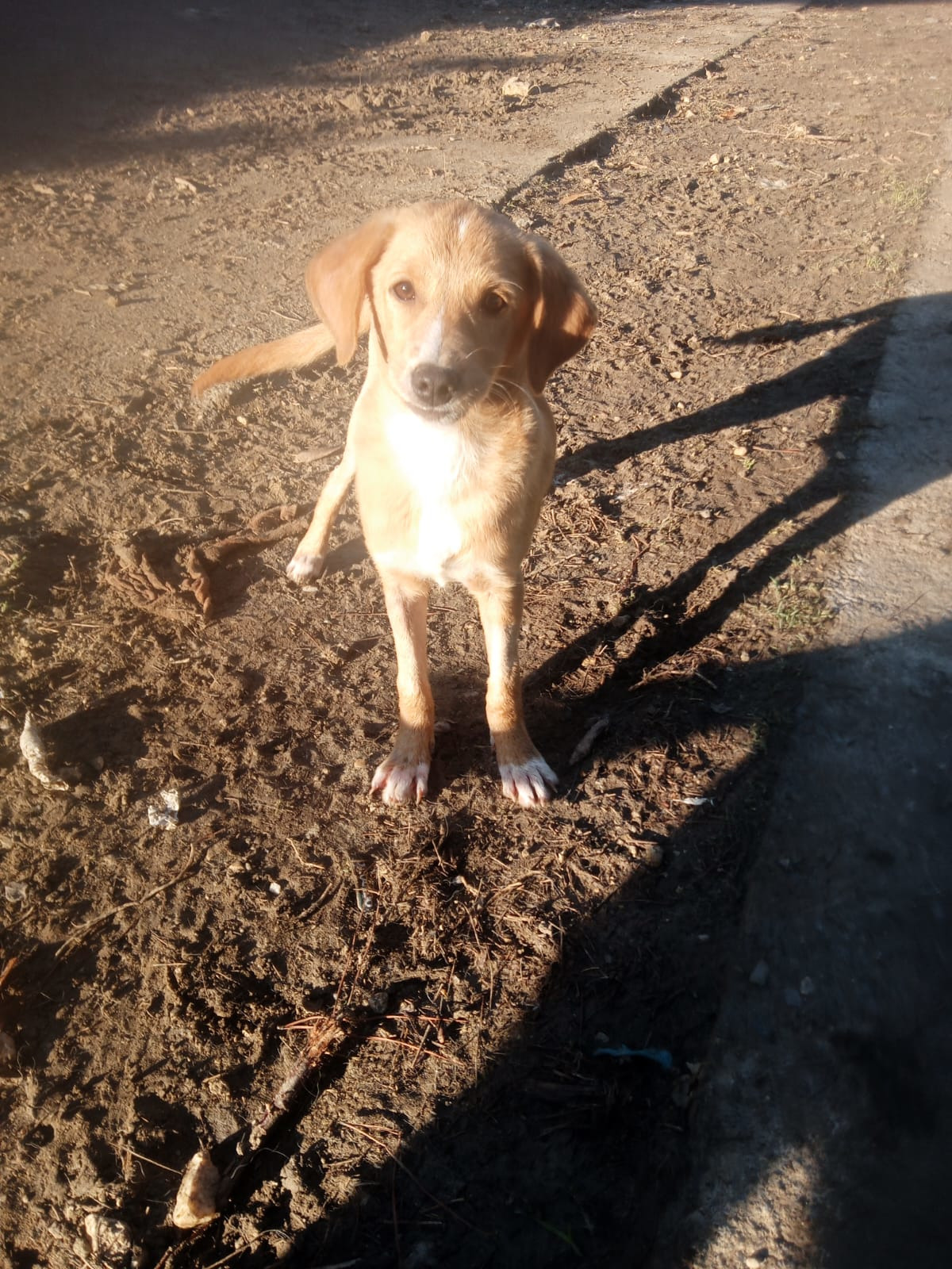 Moro Zorro Dogsavior Nov25 6