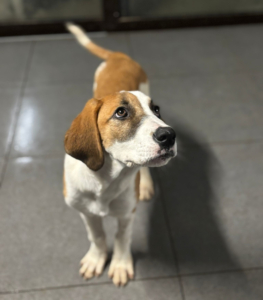 Muffin Zorro Dogsavior Dez25 5