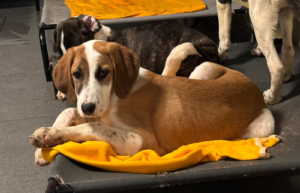 Muffin Zorro Dogsavior Dez25 6