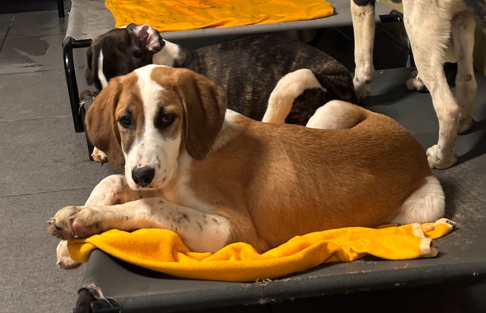 Muffin Zorro Dogsavior Dez25 6