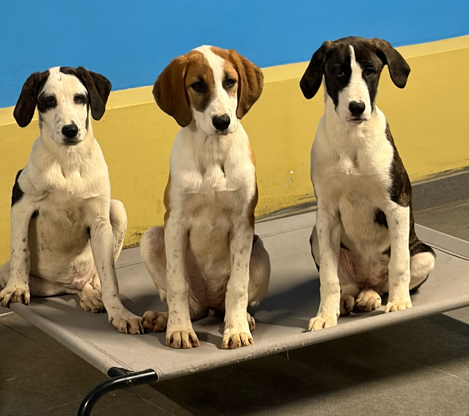 Muffin Zorro Dogsavior Dez25 7