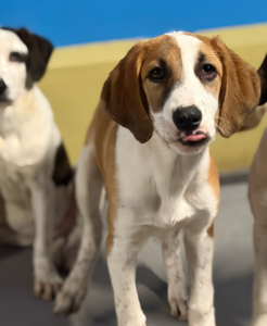 Muffin Zorro Dogsavior Dez25 8