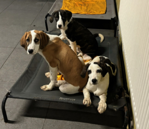 Muffin Zorro Dogsavior Dez25 9