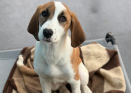 Muffin Zorro Dogsavior Dez25 Beitragsbild