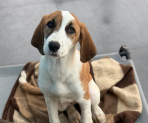 Muffin Zorro Dogsavior Dez25 Beitragsbild