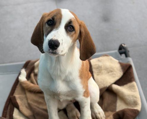 Muffin Zorro Dogsavior Dez25 Beitragsbild