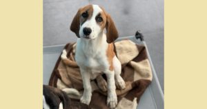 Muffin Zorro Dogsavior Dez25 Social Media