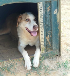 Napoleon Zorro Dogsavior Dez25 1