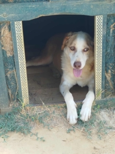 Napoleon Zorro Dogsavior Dez25 2