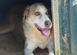 Napoleon Zorro Dogsavior Dez25 Beitragsbild