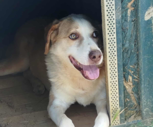 Napoleon Zorro Dogsavior Dez25 Beitragsbild