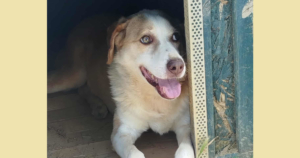 Napoleon Zorro Dogsavior Dez25 Social Media