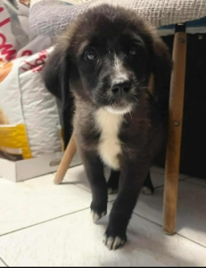 Paloma Zorro Dogsavior Dez25 1