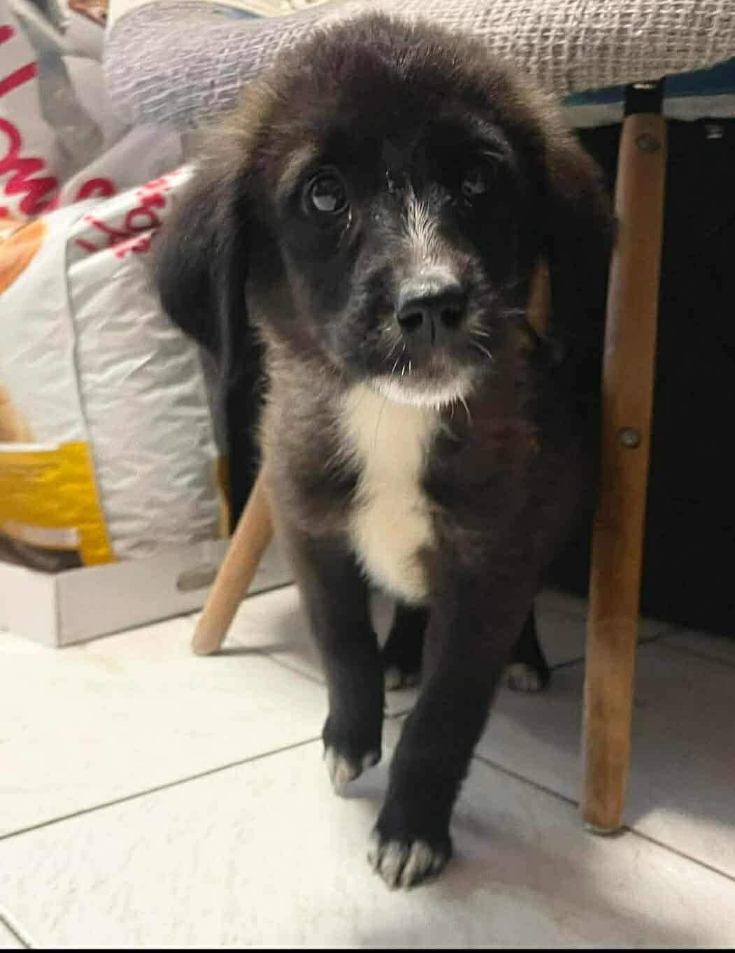 Paloma Zorro Dogsavior Dez25 1