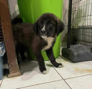 Paloma Zorro Dogsavior Dez25 2