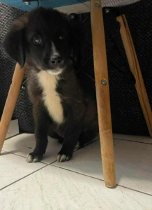 Paloma Zorro Dogsavior Dez25 3