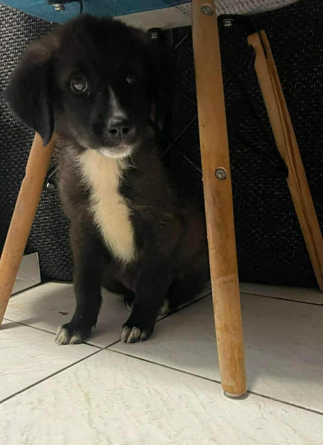 Paloma Zorro Dogsavior Dez25 3